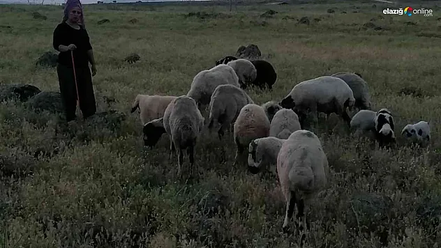 Köpeklerin saldırısına uğrayan 3 koyun telef oldu