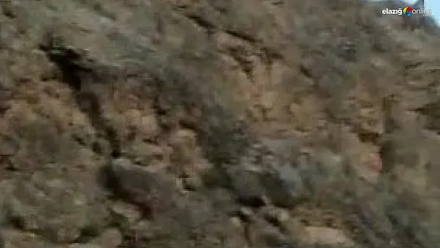 Koruma altındaki dağ keçileri tarihi ilçede görüntülendi