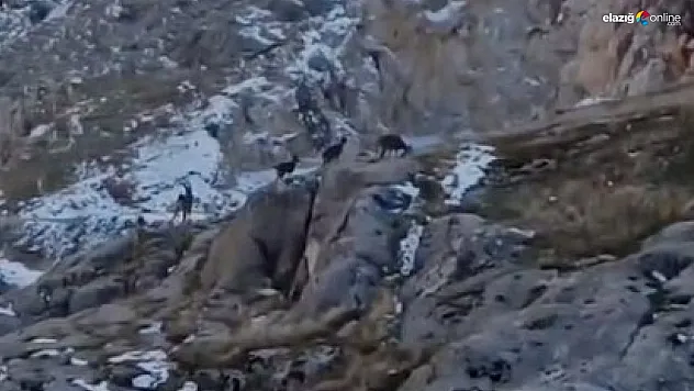 Sürü halinde kameralara yakalandılar