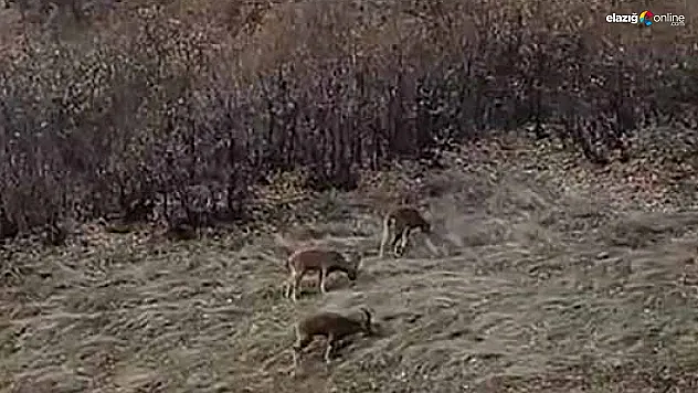 Dağ keçileri sürü halinde görüntülendi
