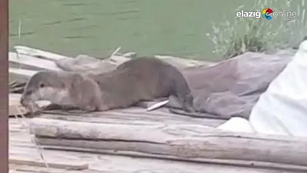 Koruma altındaki su samuru görüntülendi
