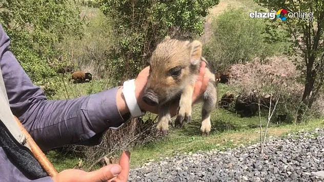 Kovancılar'daki çobandan içleri ısıtan hareket