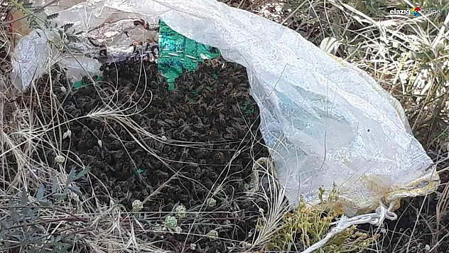 Elazığ'da arılar firarda!