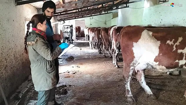 Köy Köy Geziyorlar! Elazığ'da Hayvan Aşılaması ve Küpeleme Çalışmaları Sürüyor!