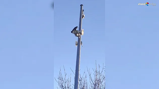Kültür Mahallesi'nde Karga, 'Allah' Diyerek Şaşkınlık Yarattı!