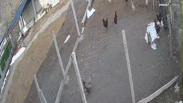 Tavuğu kapan tilki kameradan kaçamadı!