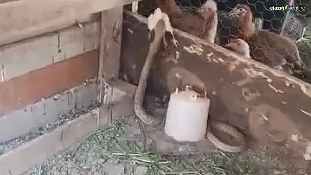 Yılanın Civciv Avı Kamerada! Elazığ'da Tüyler Ürperten Görüntü!