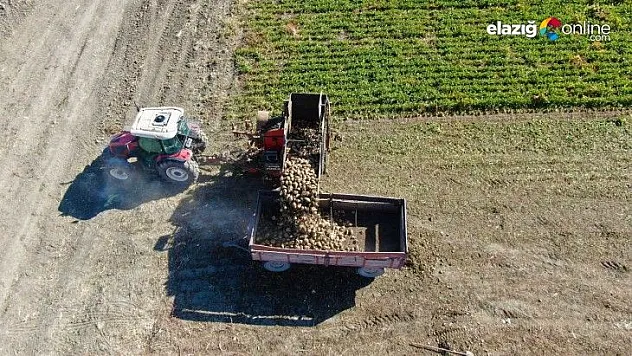 Suları çekilen baraj gölüne, çiftçiler şeker pancarı ekti