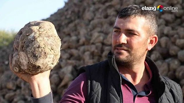 Kuraklık şeker pancarını da vurdu, üretim yüzde 8 azaldı