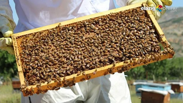 Kuraklık ve toz taşınımı arıcıları vurdu, son 10 yılın en kötü sezonu