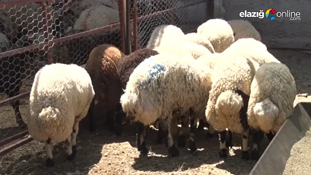 Kurban Pazarında Son Durum