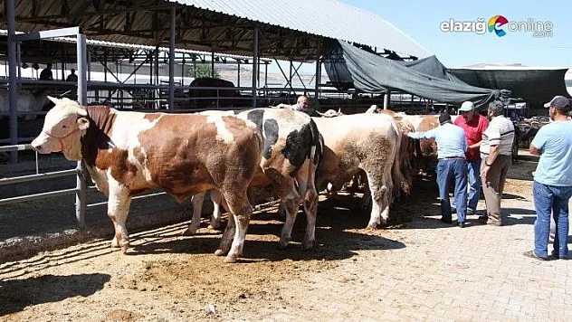 Kurban pazarında son gün yoğunluğu