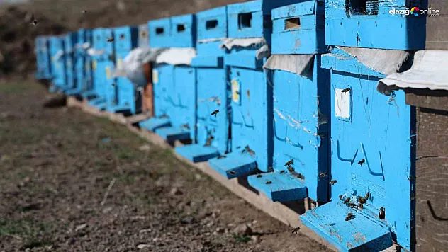 Arılar kış uykusuna yatmadı! Tehlike kapıda