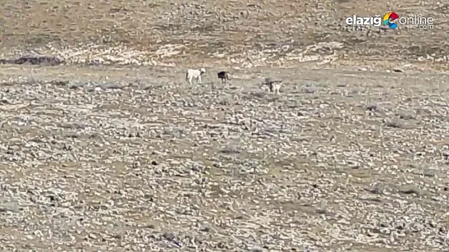 İki çoban köpeğinin kurtlarla gezdiğini görenler hayrete düştü