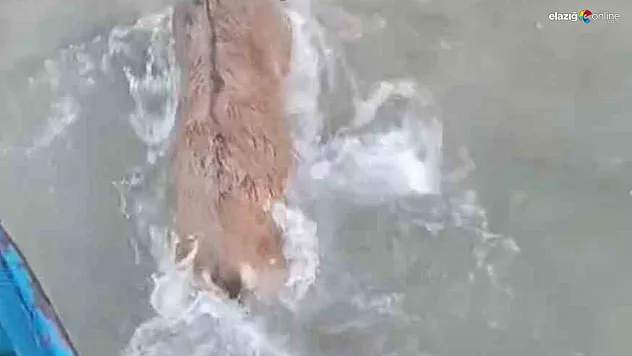 Kurtlardan Kaçan Dağ Keçisi Keban Barajı'na Düştü, Balıkçılar Son Anda Kurtardı