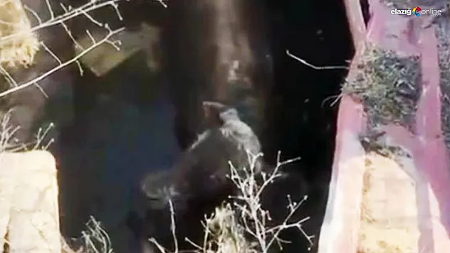 Kuyuya düşen ineği itfaiye kurtardı