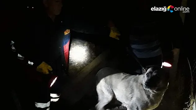 Kuyuya düşen köpek ve yavrusunu itfaiye ekipleri kurtardı