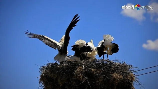 Leyleklerin yavruları büyüdü, göç hazırlığı başladı