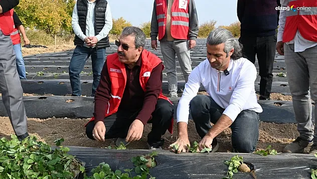 Malatya'da çilek yetiştiriciliğinde hibe destekli proje başladı