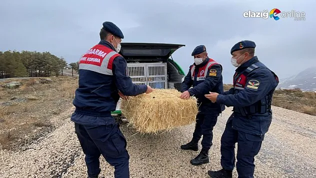 Mehmetçik yaban hayvanlarını unutmadı