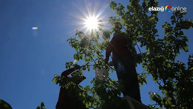 Mevsimlik işçilerden 'turfanda kirazı' hasadı