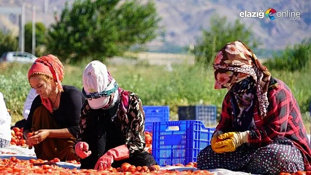Mevsimlik işçilerin güneşin altında zorlu mesaisi