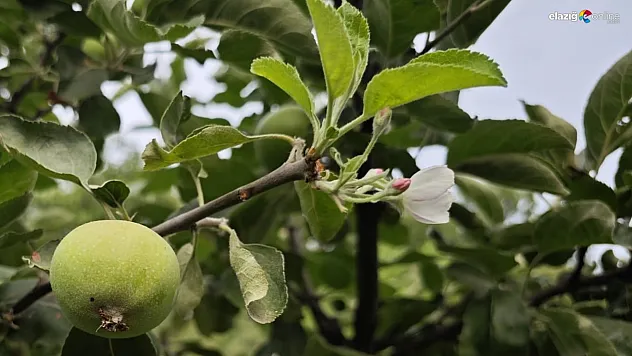 Elma ağacının aynı anda çiçek ve meyve vermesi görenleri şaşırttı