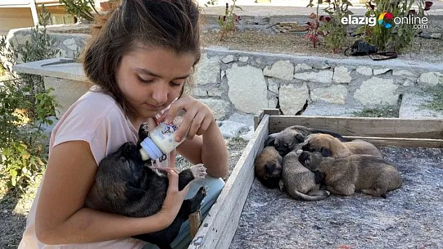 Minik Sude yaralı bulduğu köpek ile 7 yavrusuna özenle bakıyor