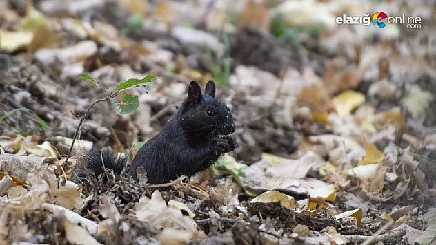 Munzur Vadisi'nin sevimli sincapları kış hazırlığında