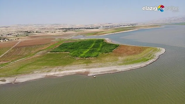 Murat Nehri'nde sular çekildi, tarım başladı