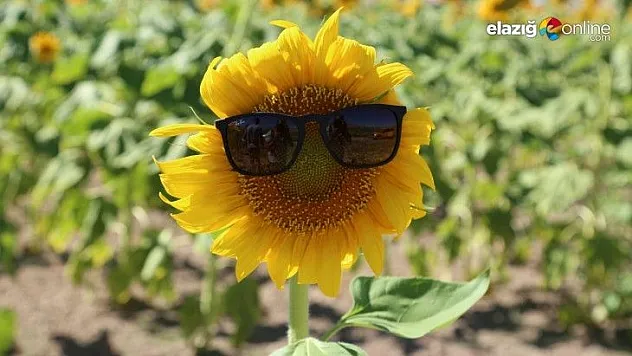 Neden Tunceli'de olmasın dedi, bin dekara ay çekirdeği ve kabak ekti