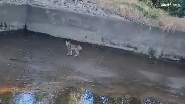 Baskil'de Sürpriz Karşılaşma: Kırmızı Listede Yer Alan Vaşak Kamerada!