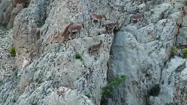 Palu Kalesi'ni mesken tuttular!