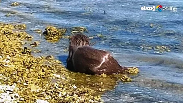 Nesli tükenme tehlikesi altında olan su samuru Keban Baraj Gölü'nde görüldü