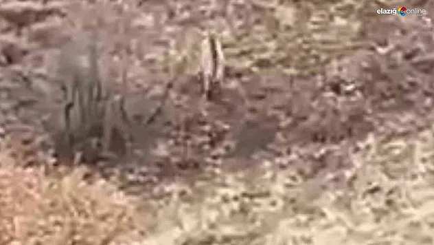 Nesli tükenme tehlikesi altındaki çizgili sırtlan Elazığ'da görüntülendi