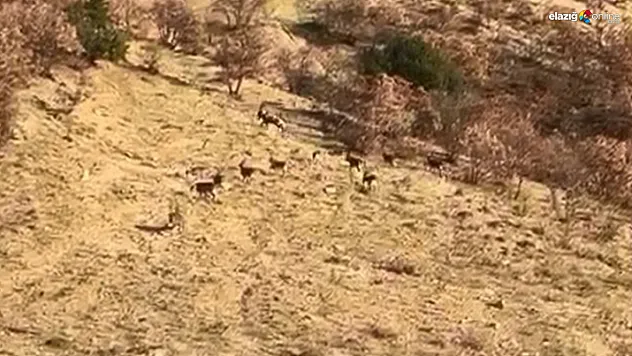Nesli Tükenme Tehlikesi Altındaki Dağ Keçileri Kameraya Yansıdı!