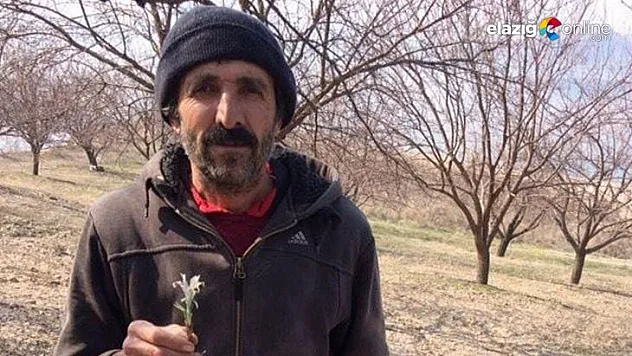 Nevruz Çiçekleri, Elazığ'ın Baskil ilçesinde kendini gösterdi