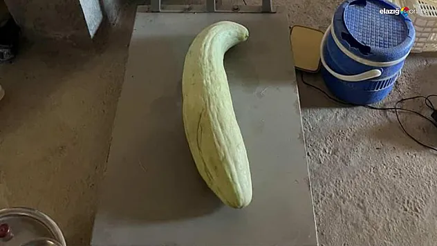 Normalden 10 Kat Büyük: Baskil'de Yetişen 4,5 Kiloluk Küte Şaşırttı!