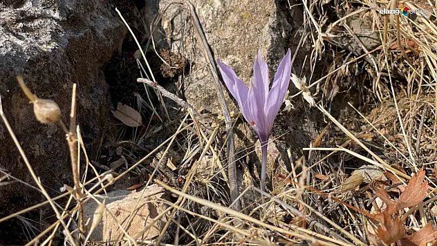 Fotoğrafçılar ve Doğa Tutkunları için Elazığ Ölbe Vadisi'nde Çiğdem Şöleni