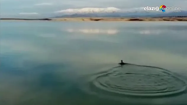 Oltaya balık yerine karabatak takıldı