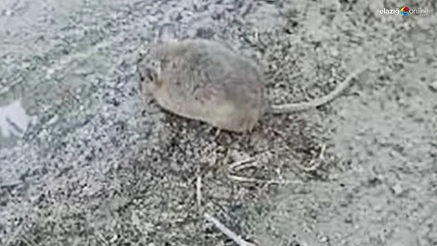 Önce yakaladı, sonra eliyle besleyip serbest bıraktı!