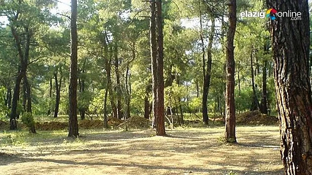 Ormanlık alanlara girişler yasaklandı