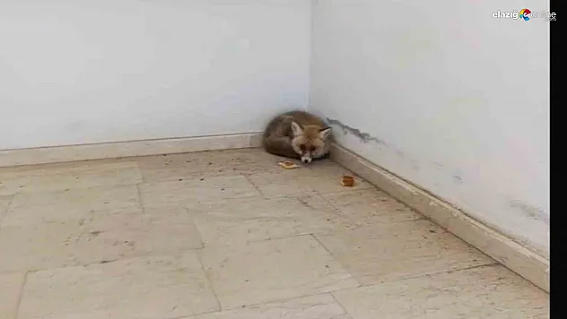 Palu'da ders arası misafir: Okul koridorunda tilki sürprizi!