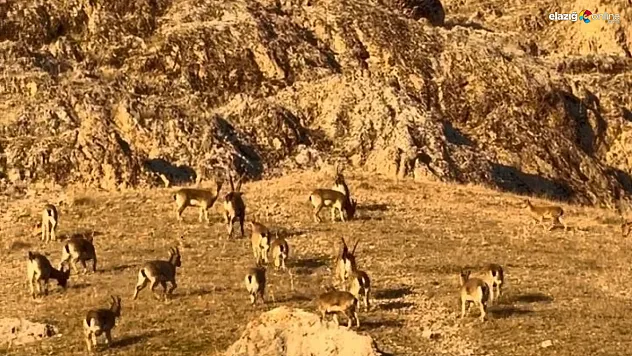 Palu Kalesi çevresinde dağ keçisi sürüsü kameralara böyle yansıdı