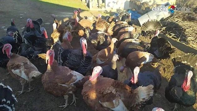 Pandemi ve yasaklar hindiye talebi azalttı