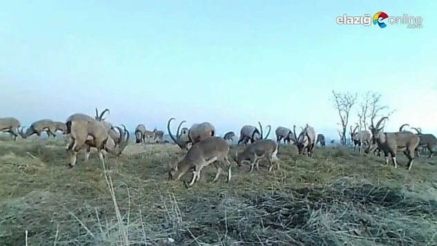 Popülasyonu artan dağ keçileri foto kapanla görüntülendi