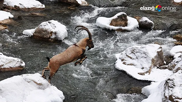 Pülümür Vadisi'nde dağ keçisinin kar keyfi