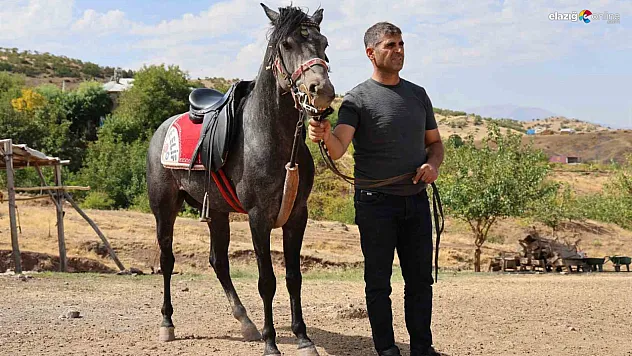 Palu'da Rahvan At Kültürü Canlanıyor: Elazığ'da Tarihi Miras Sahaya İniyor!
