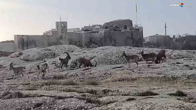 Sabah Saatlerinde Harput'ta Sürpriz Misafirler Kamerada!