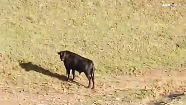 Akçakiraz'da Ekipler Kaçan İneği Uyuşturup Sahibine Teslim Etti!